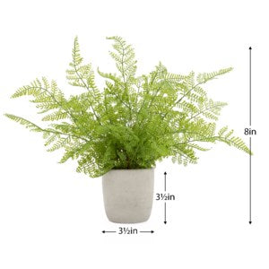 Solaro Alpine Fern