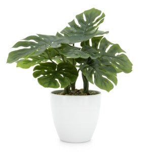 Villa Monstera Plant - 12"