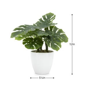 Villa Monstera Plant - 12"