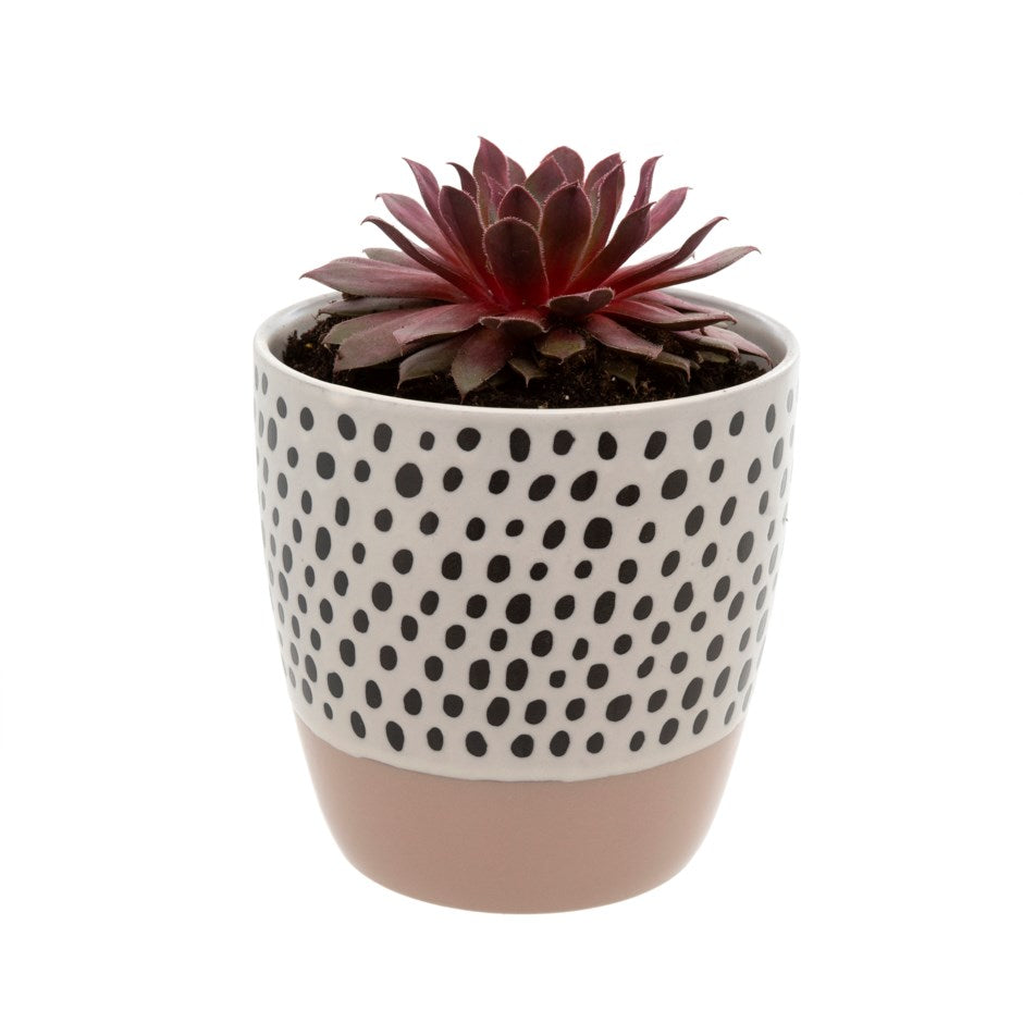 Polkadot Pot - Pink