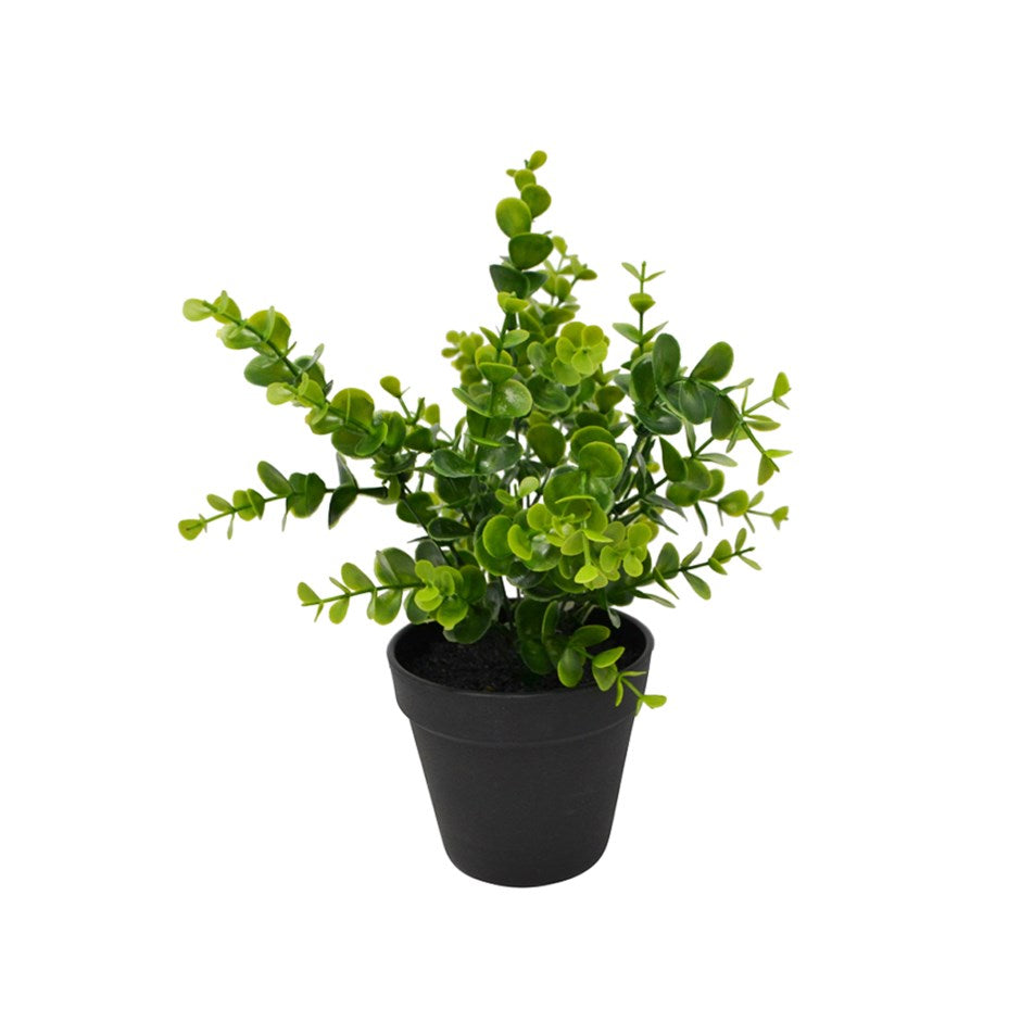 Eucalyptus Plant in Black Pot