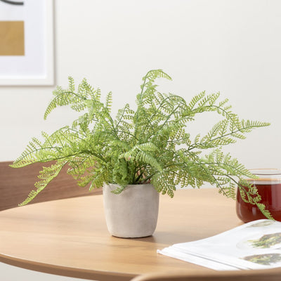 Solaro Alpine Fern