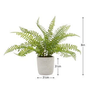 Solaro Boston Fern